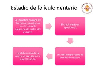 Estadio de folículo dentario
