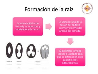 Formación de la raíz