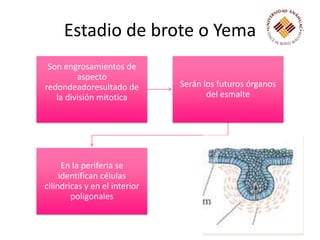 Estadio de brote o Yema