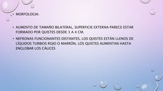 • MORFOLOGIA:
• AUMENTO DE TAMAÑO BILATERAL, SUPERFICIE EXTERNA PARECE ESTAR
FORMADO POR QUISTES DESDE 3 A 4 CM.
• NEFRONAS FUNCIONANTES DISTANTES, LOS QUISTES ESTÁN LLENOS DE
LÍQUIDOS TURBIOS ROJO O MARRÓN, LOS QUISTES AUMENTAN HASTA
ENGLOBAR LOS CÁLICES
 