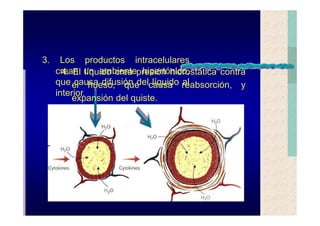 Quistes de la region maxilofacial