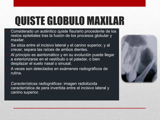 QUISTE GLOBULO MAXILAR
• Considerado un auténtico quiste fisurario procedente de los
restos epiteliales tras la fusión de los procesos globular y
maxilar.
• Se sitúa entre el incisivo lateral y el canino superior, y al
crecer, separa las raíces de ambos dientes.
• Al principio es asintomático y en su evolución puede llegar
a exteriorizarse en el vestíbulo o el paladar, o bien
desplazar el suelo nasal o sinusal.
• A veces son detectados en exámenes radiográficos de
rutina.
• Características radiográficas: imagen radiolúcida
característica de pera invertida entre el incisivo lateral y
canino superior.
 