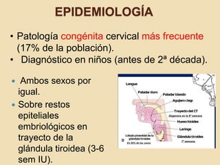 EPIDEMIOLOGÍA
 Ambos sexos por
igual.
 Sobre restos
epiteliales
embriológicos en
trayecto de la
glándula tiroidea (3-6
sem IU).
• Patología congénita cervical más frecuente
(17% de la población).
• Diagnóstico en niños (antes de 2ª década).
 