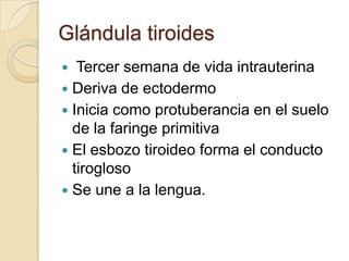 Glándula tiroides
  Tercer semana de vida intrauterina
 Deriva de ectodermo
 Inicia como protuberancia en el suelo
  de la faringe primitiva
 El esbozo tiroideo forma el conducto
  tirogloso
 Se une a la lengua.
 