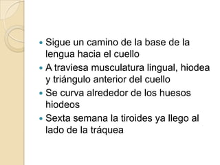  Sigue un camino de la base de la
  lengua hacia el cuello
 A traviesa musculatura lingual, hiodea
  y triángulo anterior del cuello
 Se curva alrededor de los huesos
  hiodeos
 Sexta semana la tiroides ya llego al
  lado de la tráquea
 