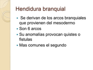 Hendidura branquial
  Se derivan de los arcos branquiales
  que provienen del mesodermo
 Son 6 arcos
 Su anomalías provocan quistes o
  fistulas
 Mas comunes el segundo
 