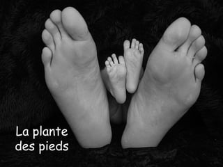 La plante
des pieds
 