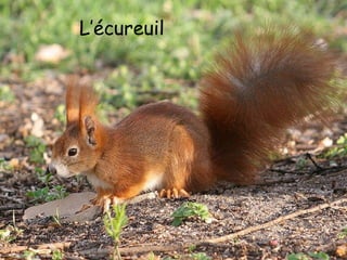 L’écureuil
 