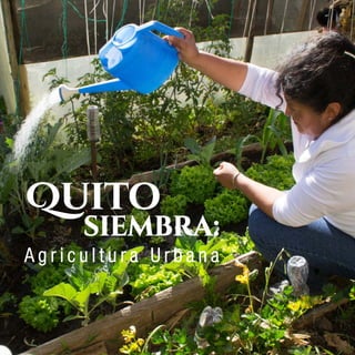 Quito siembra: Agricultura Urbana
 