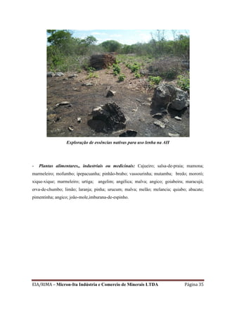 EIA/RIMA – Micron-Ita Indústria e Comercio de Minerais LTDA Página 35
Exploração de essências nativas para uso lenha na AII
- Plantas alimentares,, industriais ou medicinais: Cajueiro; salsa-de-praia; mamona;
marmeleiro; mofumbo; ipepacuanha; pinhão-brabo; vassourinha; mutamba; bredo; mororó;
xique-xique; marmeleiro; urtiga; angelim; angélica; malva; angico; goiabeira; maracujá;
erva-de-chumbo; limão; laranja; pinha; urucum; malva; melão; melancia; quiabo; abacate;
pimentinha; angico; joão-mole,imburana-de-espinho.
 