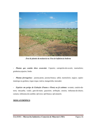 EIA/RIMA – Micron-Ita Indústria e Comercio de Minerais LTDA Página 36
Área de plantio da melancia na Área de Influência Indireta
- Plantas que contém óleos essenciais: Cajueiro; carrapicho-de-cavalo; marmeleiro;
goiabeira;cajueiro; limão.
- Plantas forrrageiras: jurema-preta; jurema-branca; sabiá; marmeleiro; angico; capim-
manteiga ou gordura; xique-xique; malva; mangerioba; mercador.
- Espécies em perigo de Extinção (Fauna e Flora) ou já extintas: avoante; canário-da-
terra; tatu-peba; veado; gato-do-mato; guaxinim; arribação; aroeira; imburana-de-cheiro;
cumaru; imburana-de-cambão; ipê-roxo; ipê-branco; ipê-amarelo.
MEIO ANTRÓPICO
 