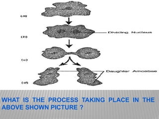 WHAT IS THE PROCESS TAKING PLACE IN THE
ABOVE SHOWN PICTURE ?
 
