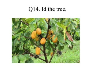 Q14. Id the tree.
 