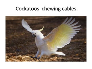 Cockatoos chewing cables
 