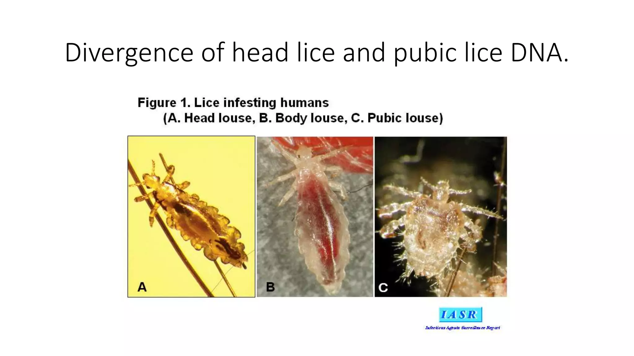 Divergence of head lice and pubic lice DNA.
 