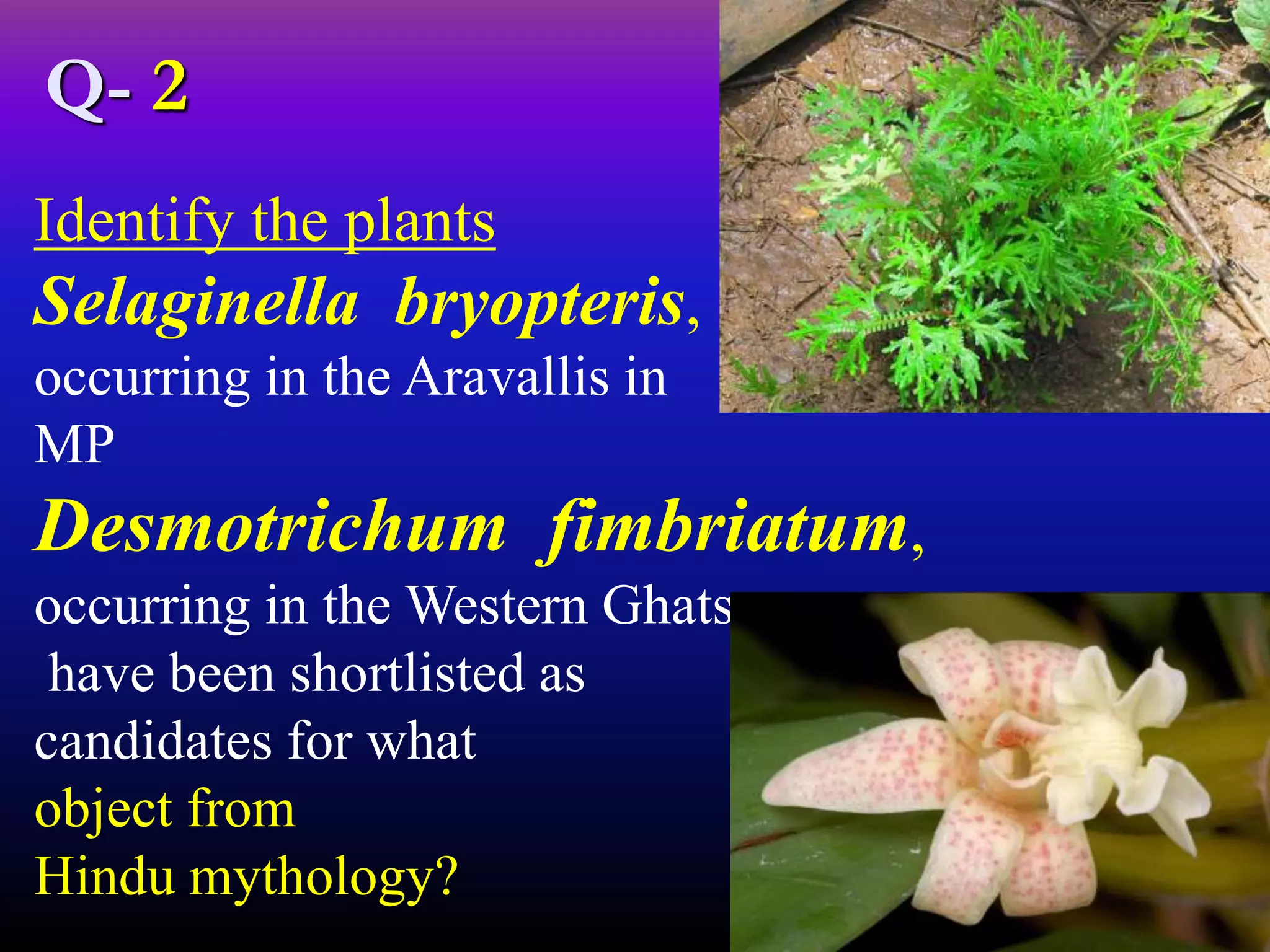 Identify the plants
Selaginella bryopteris,
occurring in the Aravallis in
MP
Desmotrichum fimbriatum,
occurring in the Western Ghats,
have been shortlisted as
candidates for what
object from
Hindu mythology?
Q- 2
 