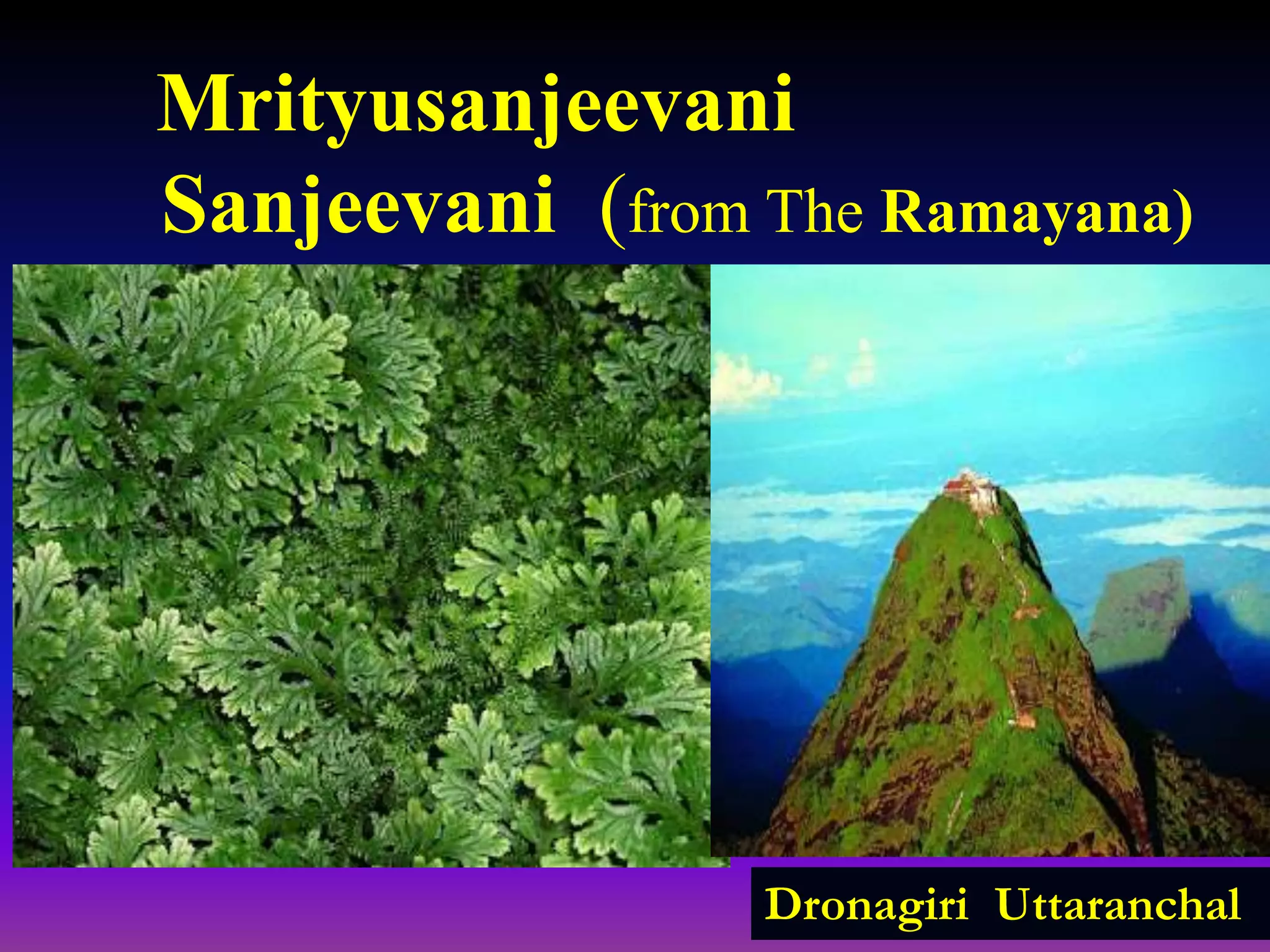 Mrityusanjeevani
Sanjeevani (from The Ramayana)
Dronagiri Uttaranchal
 
