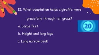 12. What adaptation helps a giraffe move
gracefully through tall grass?
a. Large feet
b. Height and long legs
c. Long narrow beak
 