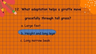 12. What adaptation helps a giraffe move
gracefully through tall grass?
a. Large feet
b. Height and long legs
c. Long narrow beak
 
