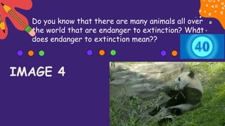 Do you know that there are many animals all over
the world that are endanger to extinction? What
does endanger to extinction mean??
IMAGE 4
 