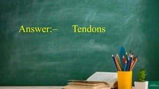 Answer:– Tendons
 