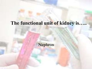 The functional unit of kidney is…..
Nephron
 