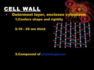 CELL WALL
•

Outermost layer, encloses cytoplasm
1.Confers shape and rigidity
2.10 - 25 nm thick

3.Composed of peptidoglycan

 