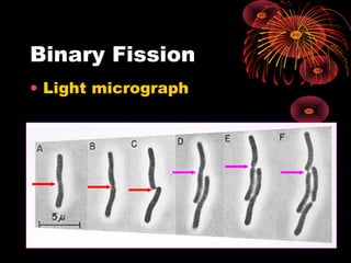 Binary Fission
• Light micrograph

 