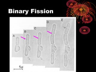 Binary Fission

 