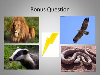 Bonus Question
 