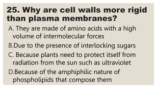 25. Why are cell walls more rigid
than plasma membranes?
A. They are made of amino acids with a high
volume of intermolecular forces
B.Due to the presence of interlocking sugars
C. Because plants need to protect itself from
radiation from the sun such as ultraviolet
D.Because of the amphiphilic nature of
phospholipids that compose them
 