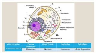 Mitochondrion Plasma
Membrane
Golgi Vesicle Nucleolus Cytoplasm
Rough Endoplasmic Reticulum
Ribosomes Nucleus Lysosome Golgi Apparatus
 