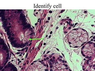 Identify cell 
