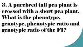 3. A purebred tall pea plant is
crossed with a short pea plant.
What is the phenotype,
genotype, phenotypic ratio and
genotypic ratio of the F1?
 