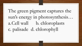 The green pigment captures the
sun’s energy in photosynthesis…
a.Cell wall b. chloroplasts
c. palisade d. chlorophyll
 