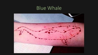 Blue Whale
 