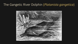 The Gangetic River Dolphin (Platanista gangetica)
 