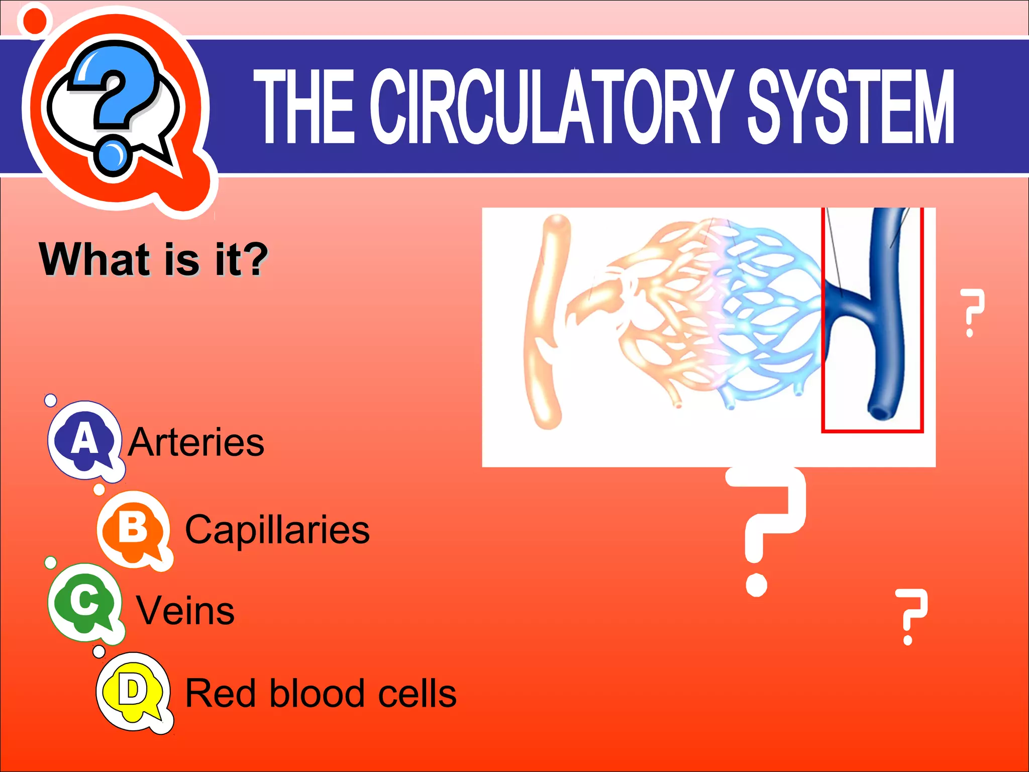 WWhhaatt iiss iitt?? 
Arteries 
Capillaries 
Veins 
Red blood cells 
 