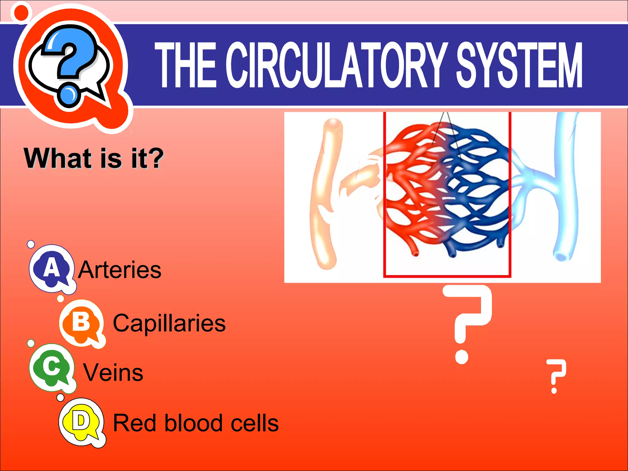 WWhhaatt iiss iitt?? 
Arteries 
Capillaries 
Veins 
Red blood cells 
 