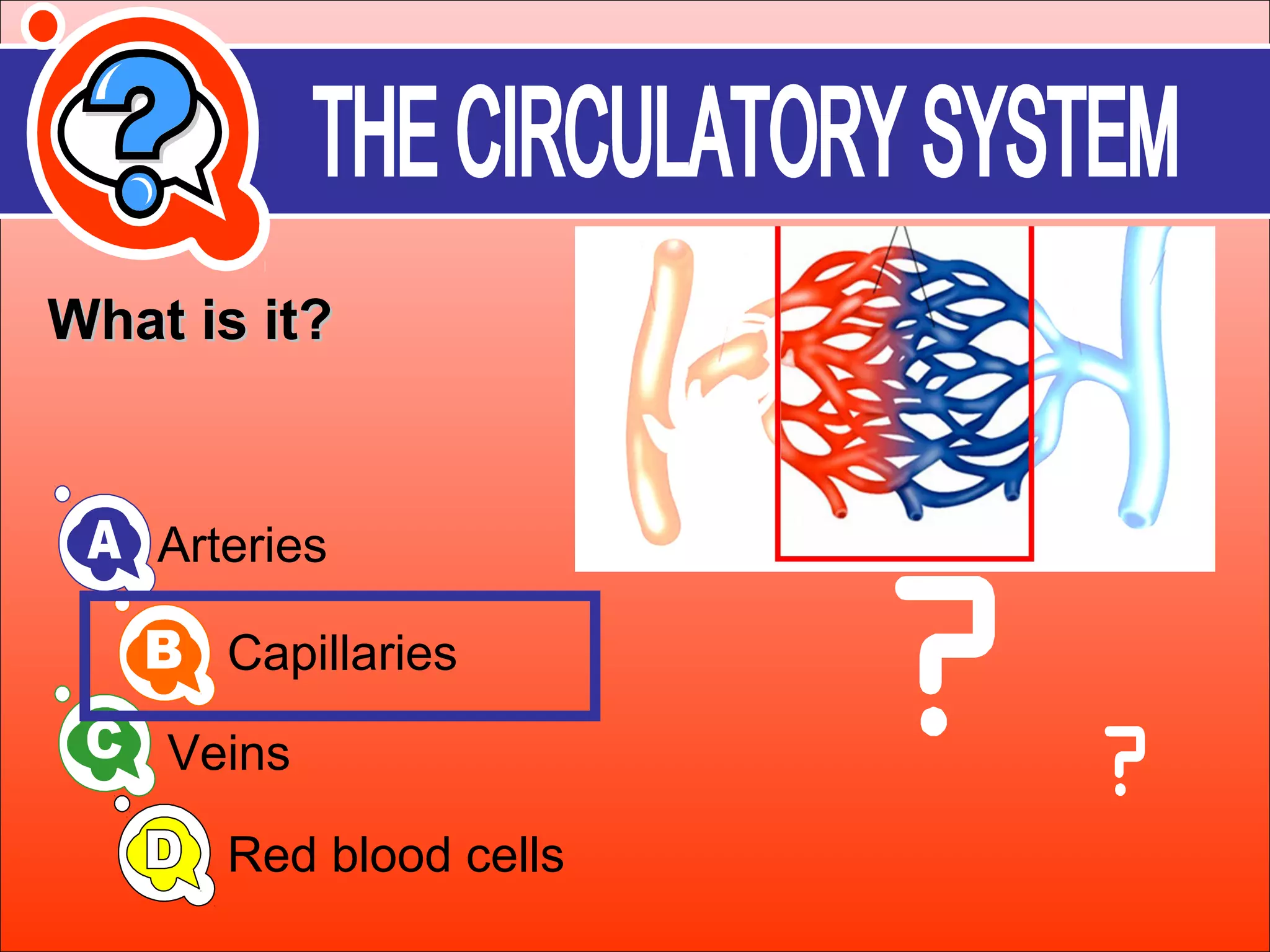 WWhhaatt iiss iitt?? 
Arteries 
Capillaries 
Veins 
Red blood cells 
 