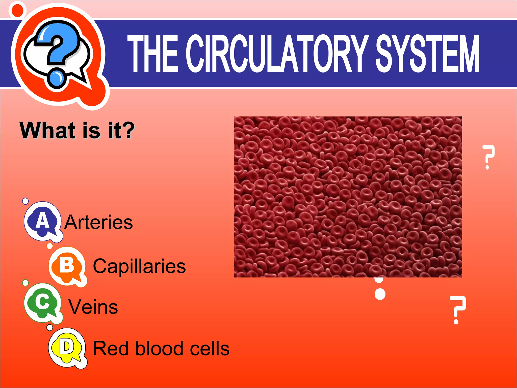 WWhhaatt iiss iitt?? 
Arteries 
Capillaries 
Veins 
Red blood cells 
 