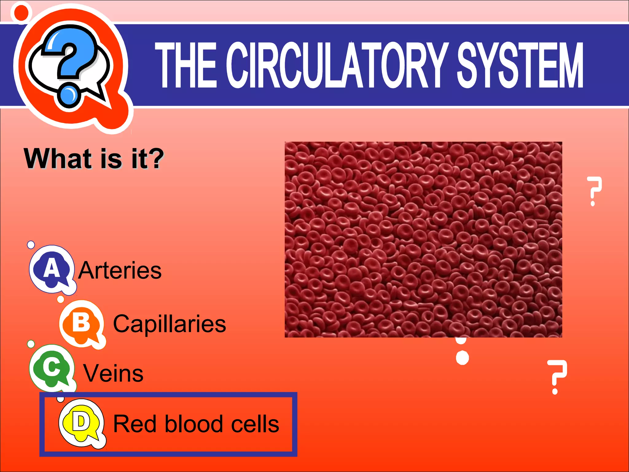 WWhhaatt iiss iitt?? 
Arteries 
Capillaries 
Veins 
Red blood cells 
 