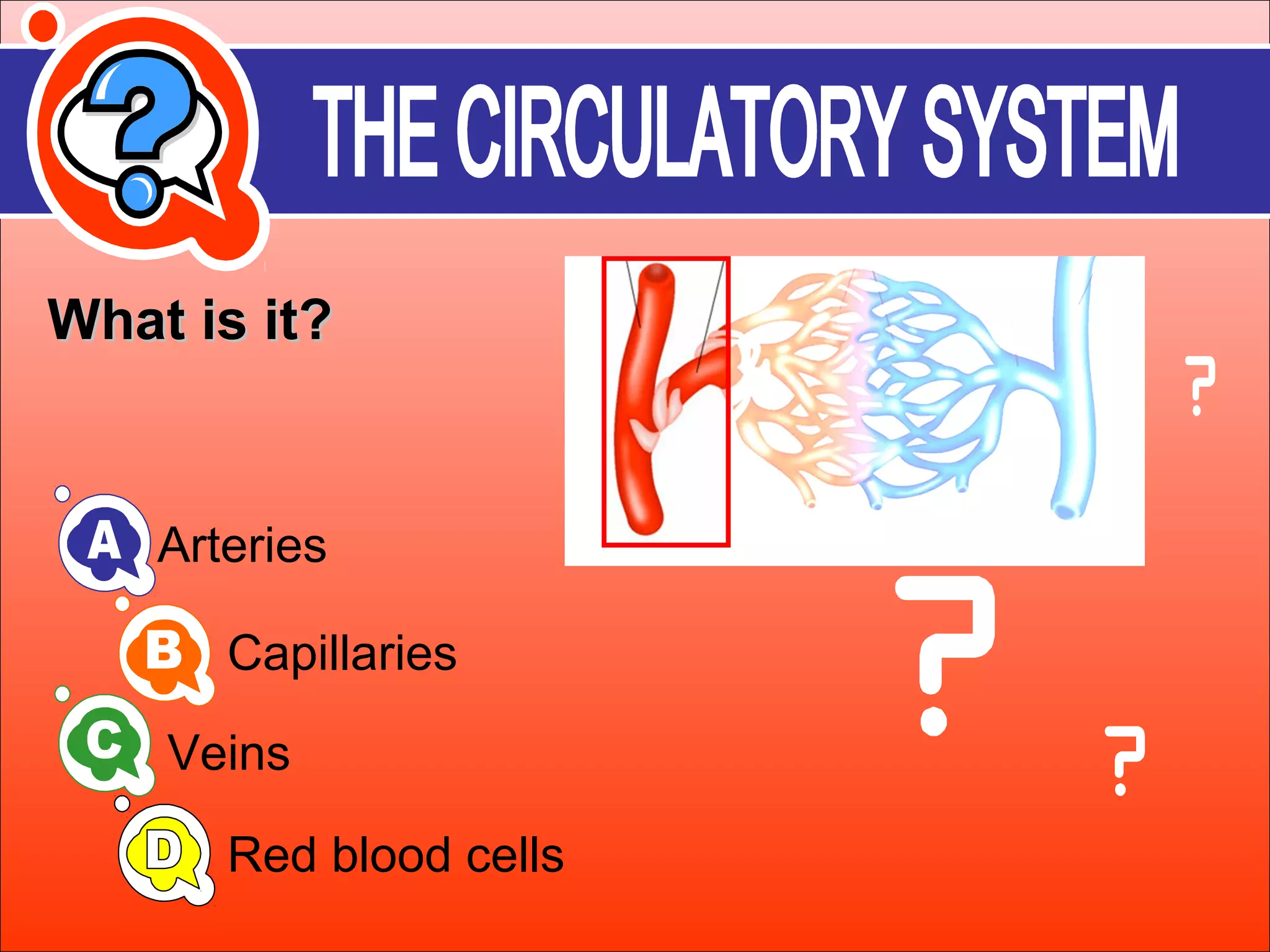 WWhhaatt iiss iitt?? 
Arteries 
Capillaries 
Veins 
Red blood cells 
 