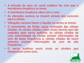 • A entrada de sons no canal auditivo faz com que a
membrana timpânica se mova.
• A membrana timpânica vibra com o som.
• As vibrações sonoras se movem através dos ossículos
para a cóclea.
• Vibrações sonoras fazem o líquido na cóclea se mover.
• O movimento do fluído causa contração das células
ciliadas. As células ciliadas criam sinais neurais que são
captados pelo nervo auditivo. As células ciliadas de
uma extremidade da cóclea enviam informações de
som de baixa frequência e, células ciliadas do outro
extremo enviam informações de som de alta
frequência.
• O nervo auditivo envia sinais ao cérebro que
interpretará como sons.

 