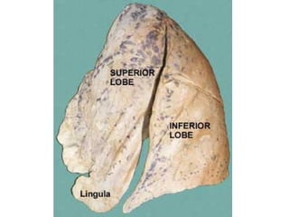 Aula prática de radiologia
