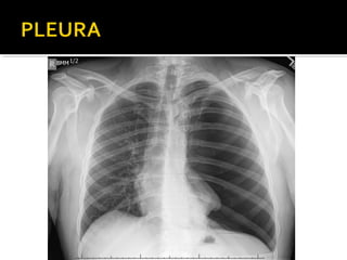 Aula prática de radiologia