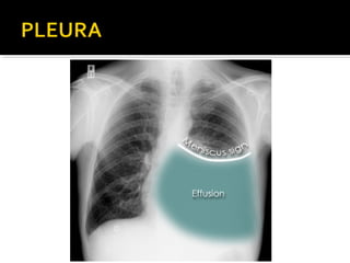 Aula prática de radiologia
