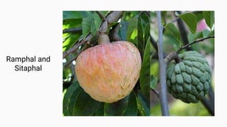 Ramphal and
Sitaphal
 