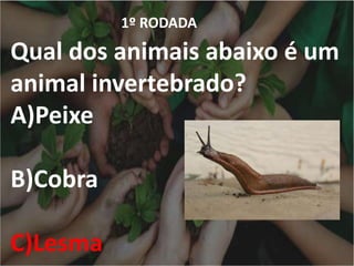 1º RODADA
Qual dos animais abaixo é um
animal invertebrado?
A)Peixe
B)Cobra
C)Lesma
 
