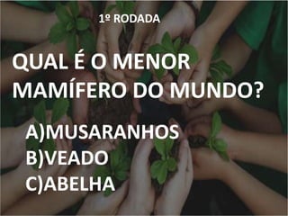 1º RODADA
QUAL É O MENOR
MAMÍFERO DO MUNDO?
A)MUSARANHOS
B)VEADO
C)ABELHA
 